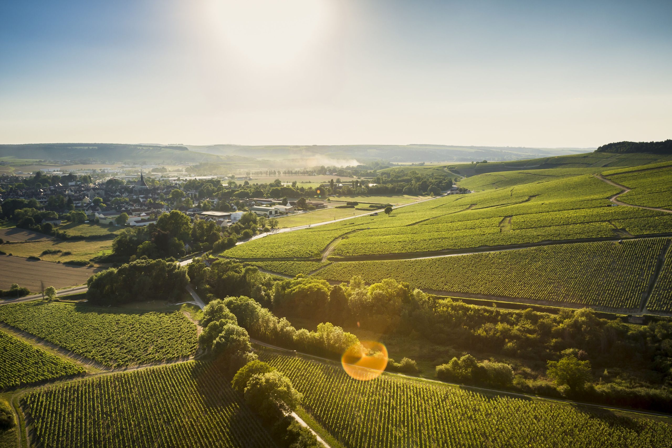 Quoi faire en Bourgogne ? Découvrez la richesse du patrimoine viticole bourguignon