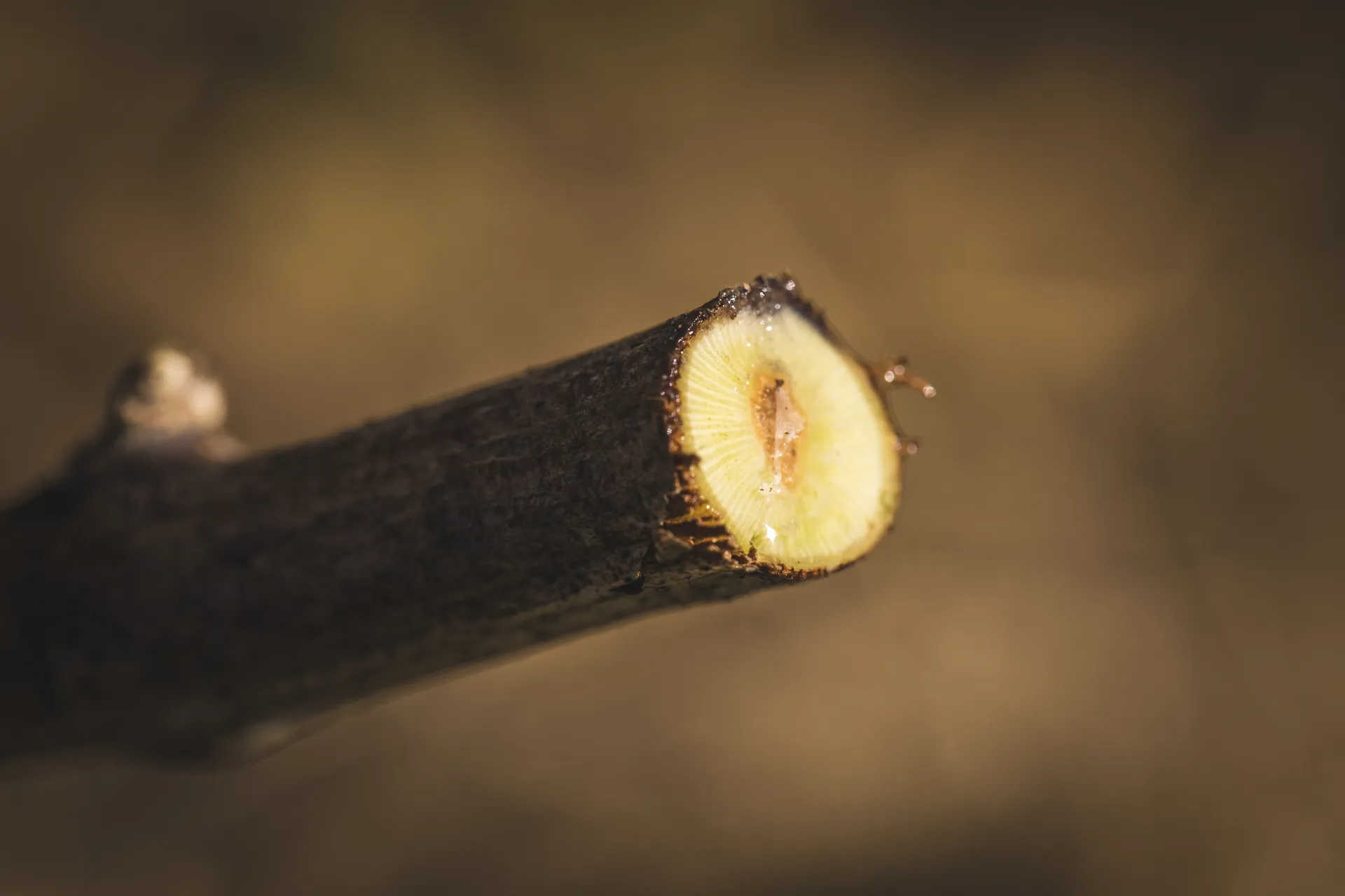 Vigne taillée