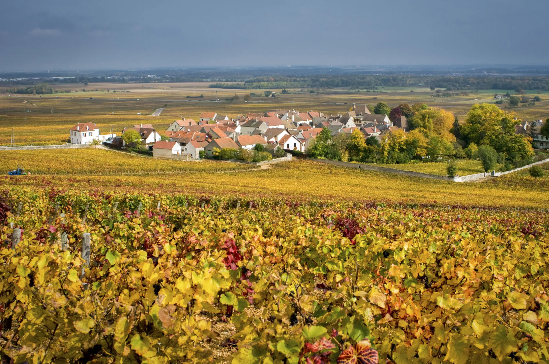 Vignoble de Bourgogne : Côte de Nuits