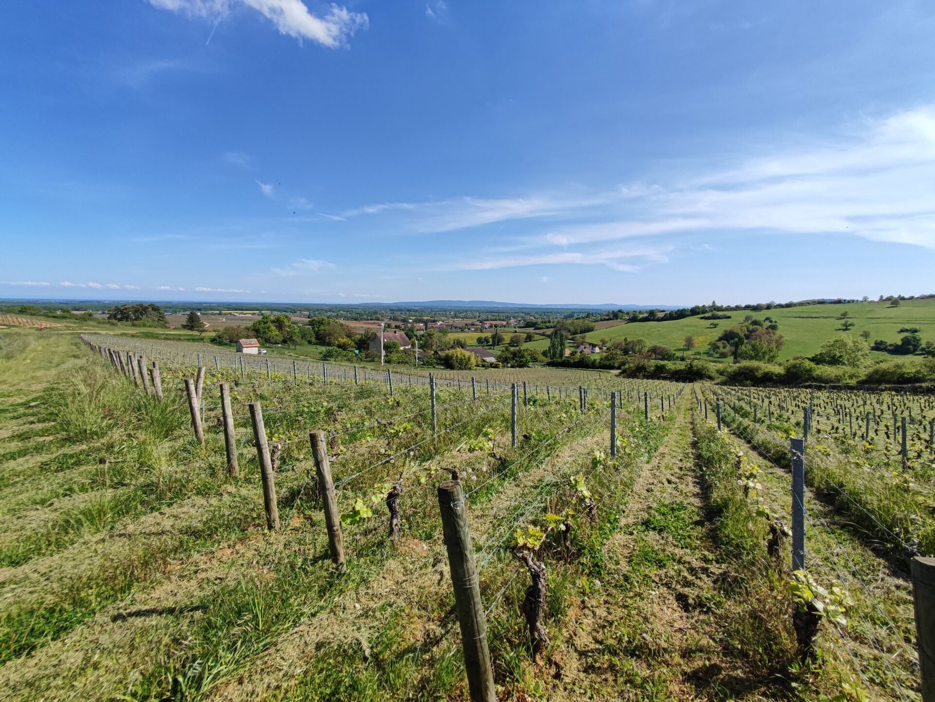 Aligoté Bourgogne